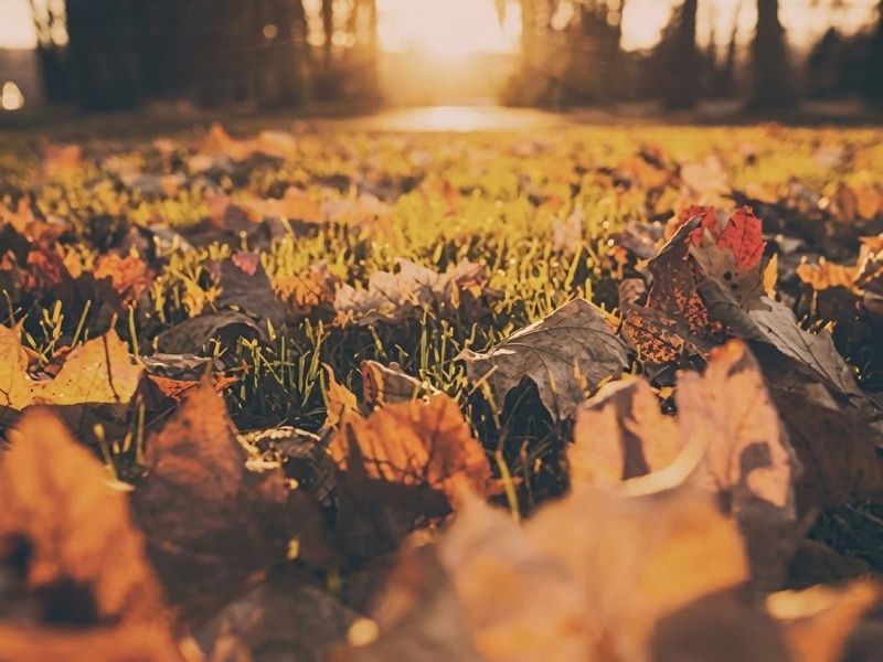 Herbst
