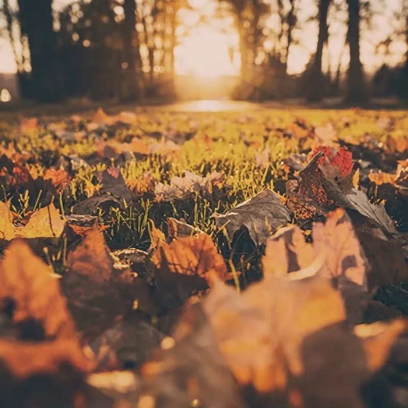 Herbst